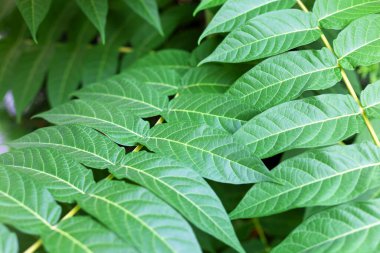 Yeşil yapraklar, yüce ailanthus. Ailanthus altissima. Çin külleri