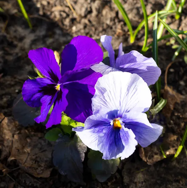 Flor violeta tricolor. Viola tricolor —  Fotos de Stock