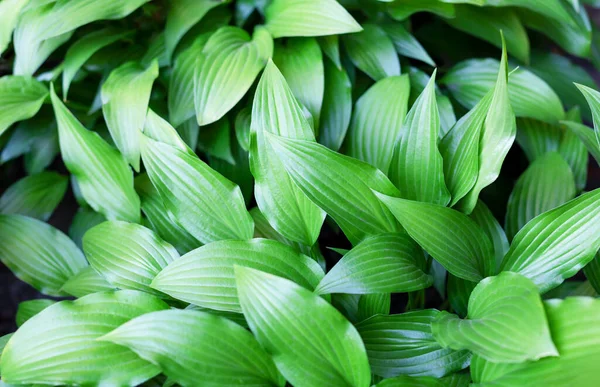 Hosta plantaginea 'nın güzel yaprakları