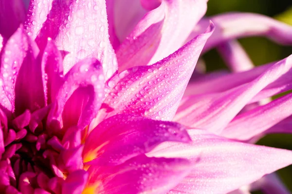 Dahlienblätter mit Wassertropfen — Stockfoto