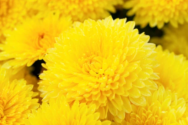 Gele chrysanten close-up — Stockfoto