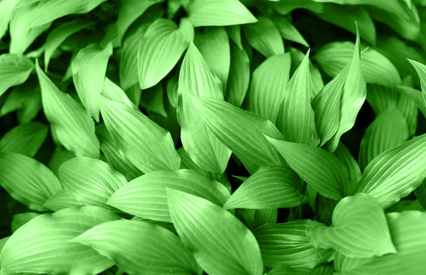 Hosta plantaginea 'nın güzel yaprakları
