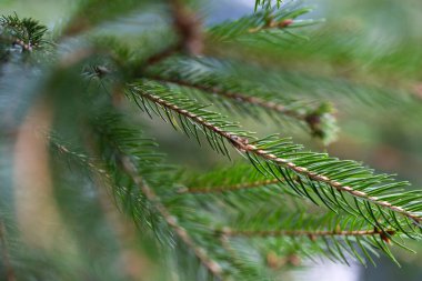 Spruce dallarının yakın plan arkaplanı