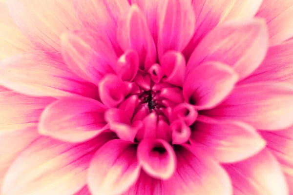 Gelb-rosa Dahlien in Großaufnahme — Stockfoto