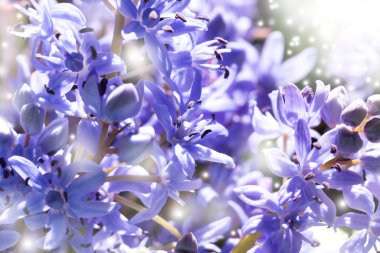 Mavi çan güneş ışığında. Scilla