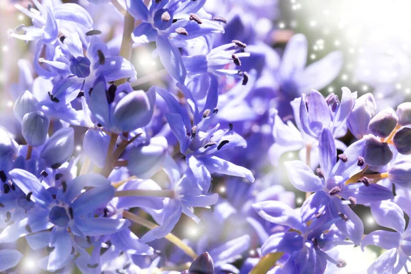 Mavi çan güneş ışığında. Scilla