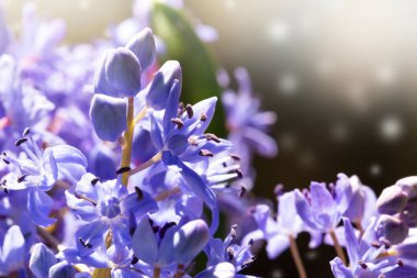 Güneşli bir ışıkta mavi prolesok. Scilla