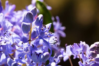 Taze mavi prolesok güneşli bir ışıkta. Scilla