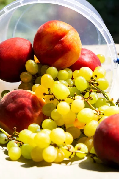 Scattered grapes and peaches from a plastic bucket