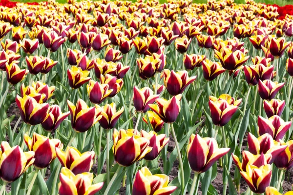 Campo di tulipani — Foto Stock