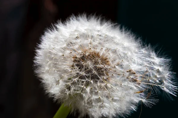 Dandelion close up on a dark background