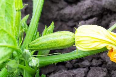 Genç yeşil kabak sebze bahçesindeki bir çalılıkta yetişiyor. Yeni hasat. Yaz. Tat ve çıkarlar