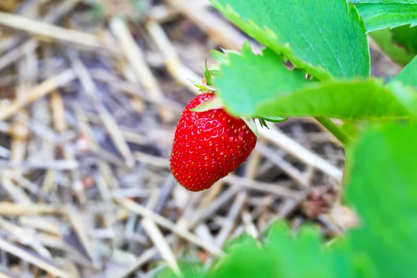 Reife Rote Erdbeeren Hängen Einem Grünen Strauch Neue Ernte Sommer — Stockfoto