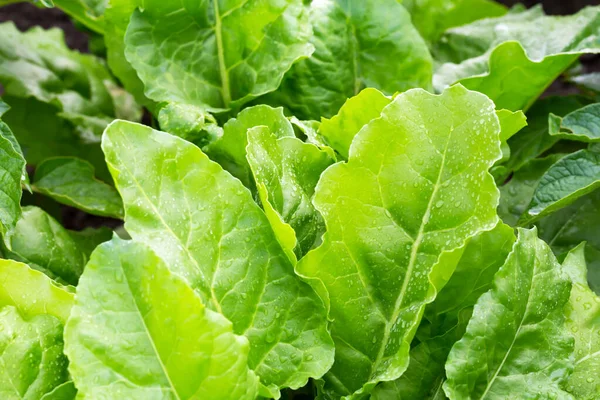 Green Fresh Large Wet Beet Leaves Vegetable Garden New Harvest — Stock Photo, Image