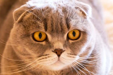 Gri İskoç kedisi yalan söylüyor ve dikkatlice bakıyor. Altın gözlerin bakışı kimseyi kayıtsız bırakmayacak. Yuvarlak bir yüz, büyük sarı gözler yakın çekim.