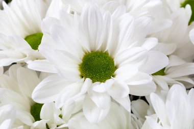 Çiçek açan beyaz kasımpatı tasarımın için ideal çözüm, üst görünüm, seçici odaklanma