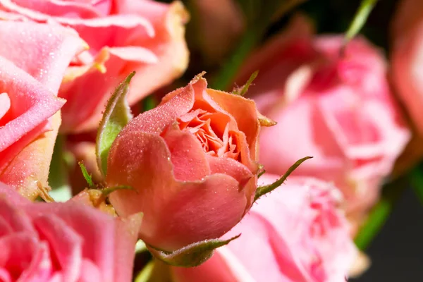 Frische Junge Halboffene Rosa Rosenknospen Tropfen Nahaufnahme Schönheit Und Leidenschaft — Stockfoto