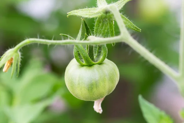 A fresh young greenhouse tomato hanging on a branch. The new harvest. Summer. Taste and benefits. Vitamins