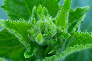 Bir tarla dolusu çiçek açan patates. Patates çiçekleri ve yapraklar. Yeni hasat. Yaz. Seçmeli odak, ayrışma