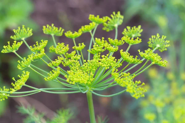 Young Green Dill Flowers Close Vegetable Garden Anethum Graveolens New — Foto Stock