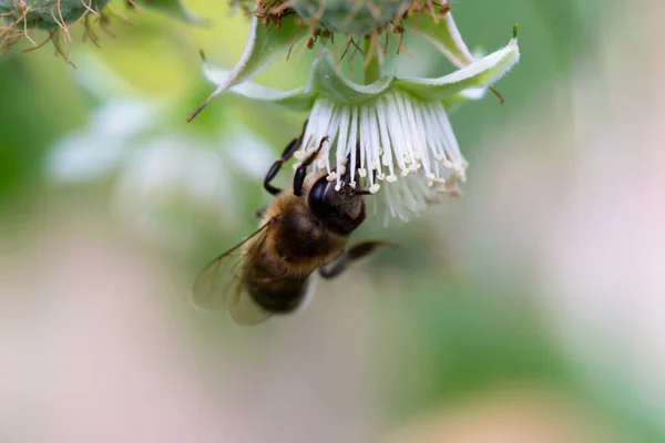 Close-up of a bee pollinating an raspberry flower in the vegetable garden. A new harvest. Selective focus, defocus
