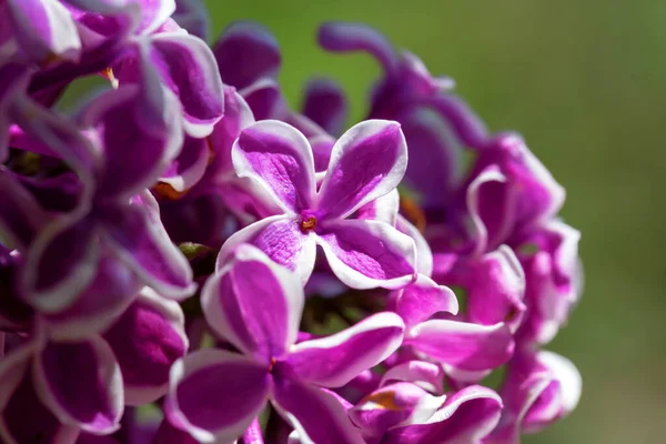 Fresh Purple Lilac Flowers Close Spring Full Swing Beauty Simple — Stock fotografie