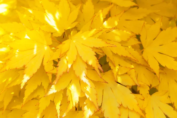 Bright Yellow Fresh Beautiful Decorative Maple Leaves Close Autumn Background — Stock fotografie