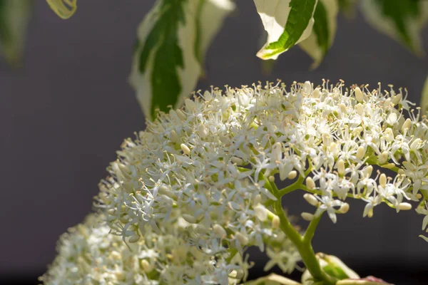 Fresh beautiful white Dogwood flowers in sunlight close-up. Beauty in the simple and natural. Spring and summer. Life and bloom. Selective focus. Cornus alba. Cornus sericea