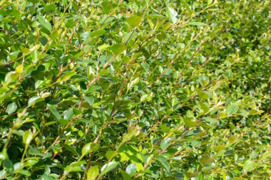 Branches of a plant with fresh green foliage. Leaf background for the design. Spring. Summer. Selective focus, defocus
