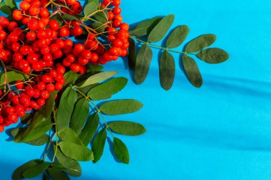 Mavi arka planda yapraklı taze olgun yaban mersini var. Sonbahar. Düz yat, yakın plan.