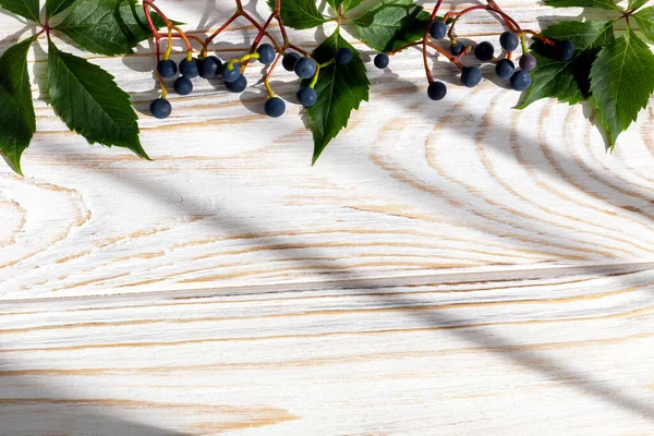 Green leaves and blue berries of wild grapes on branches on white wooden background in sunlight. Background with copy space. Flat lay