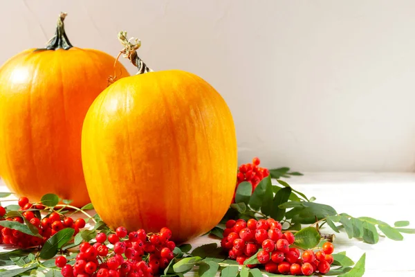 Dos Calabazas Maduras Ramas Dispersas Con Bayas Serbal Sobre Fondo —  Fotos de Stock