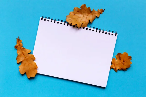 White sheet of paper and fallen autumn oak leaves on light blue background. Notebook for notes
