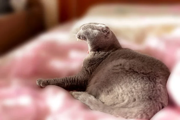 Grey Scottish Fold Gato Está Deitado Cama Desfocada Bocejando Com — Fotografia de Stock