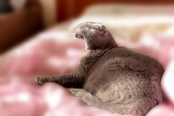 Grey Scottish Fold Gatto Sdraiato Sul Letto Sfocato Sbadigliare Con — Foto Stock