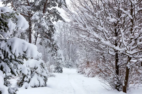 Зима Снегопад Путь Снегу Среди Заснеженных Деревьев — стоковое фото