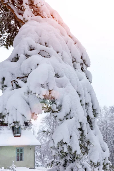 Winter Snowfall Large Spruce Branch Bent Pile Snow Sunshine Distant — Stock Photo, Image