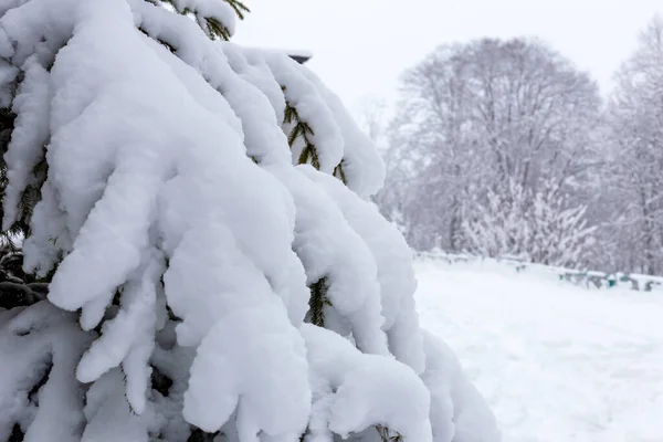 下雪了毛茸茸的云杉树枝在厚厚的积雪下特写 — 图库照片