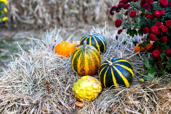 Halloween Diverse Zucche Trovano Sul Fieno Accanto Fiori Crisantemo — Foto Stock