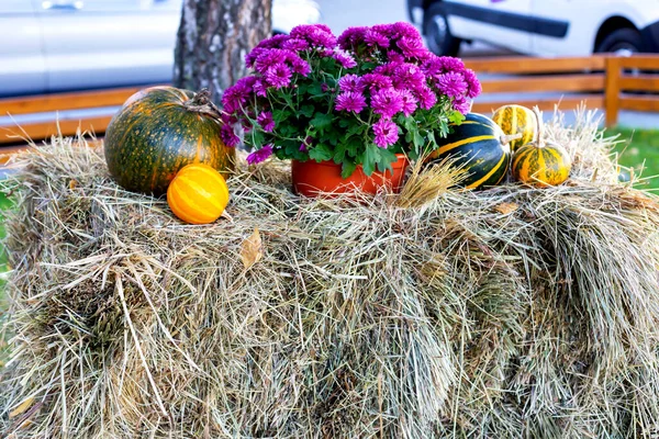 Halloween Dynie Paski Leżące Sianie Kwiaty Chryzantemy Doniczce — Zdjęcie stockowe