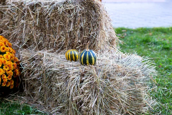 Halloween Dojrzałe Małe Dynie Leżą Sianie Pomarańczowe Chryzantemy Kwiaty Pobliżu — Zdjęcie stockowe