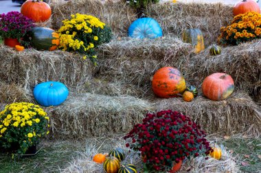Cadılar Bayramı. Birçok balkabağı samanların üzerinde yatıyor ve kasımpatı çiçekleri saksılarda.
