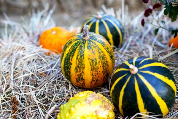 Halloween Varias Calabazas Yacen Heno —  Fotos de Stock