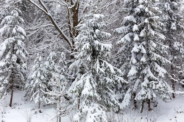 Winter Schneefall Fichten Und Andere Schneebedeckte Bäume — Stockfoto