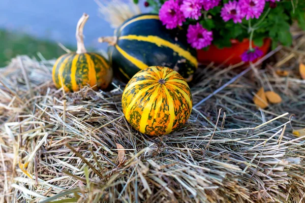 Halloween Zucche Strisce Multicolori Sdraiate Sul Fieno Fiori Crisantemo Vaso — Foto Stock