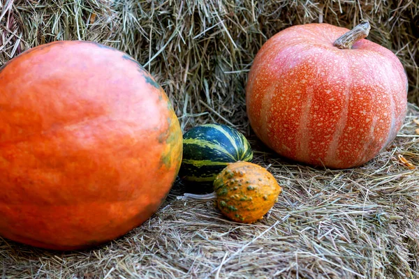 Halloween Duże Małe Kolorowe Dynie Leżą Sianie Zbliżenie — Zdjęcie stockowe