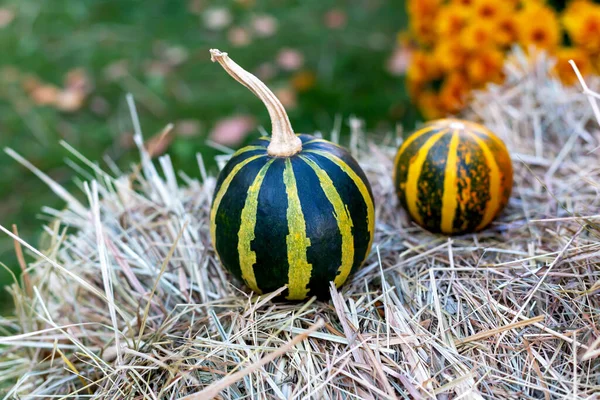 Halloween Zucche Mature Strisce Giacciono Sul Fieno Fiori Crisantemo Arancione — Foto Stock