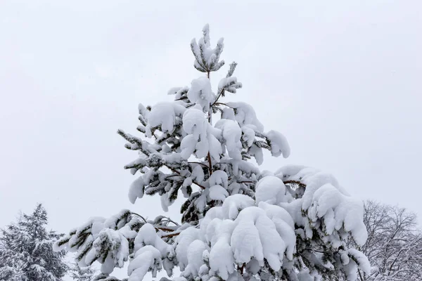 Inverno Pinheiro Coberto Com Uma Espessa Camada Neve Contra Fundo — Fotografia de Stock