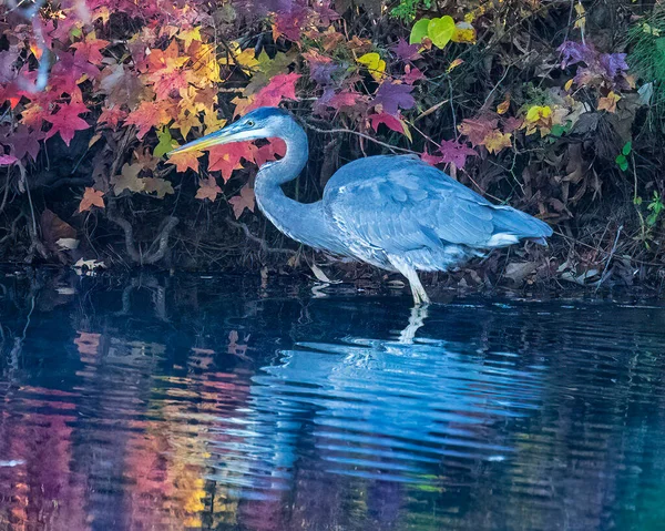 Great Blue Heron Hunts Fall Foliage Background — Stockfoto
