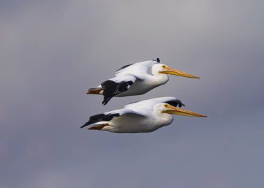 Bir çift Amerikan Beyaz Pelikanı uçuyor.